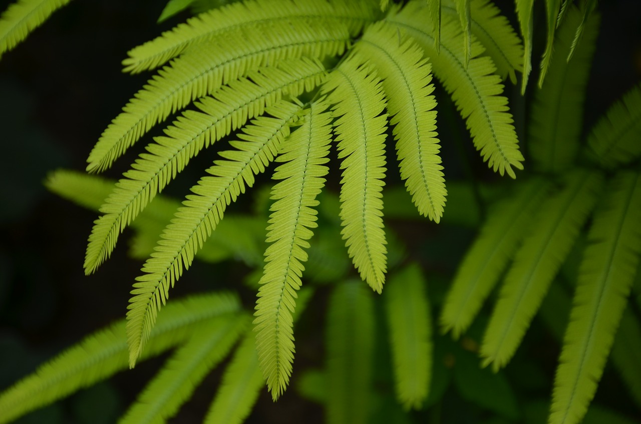 ferns leaves plant free photo