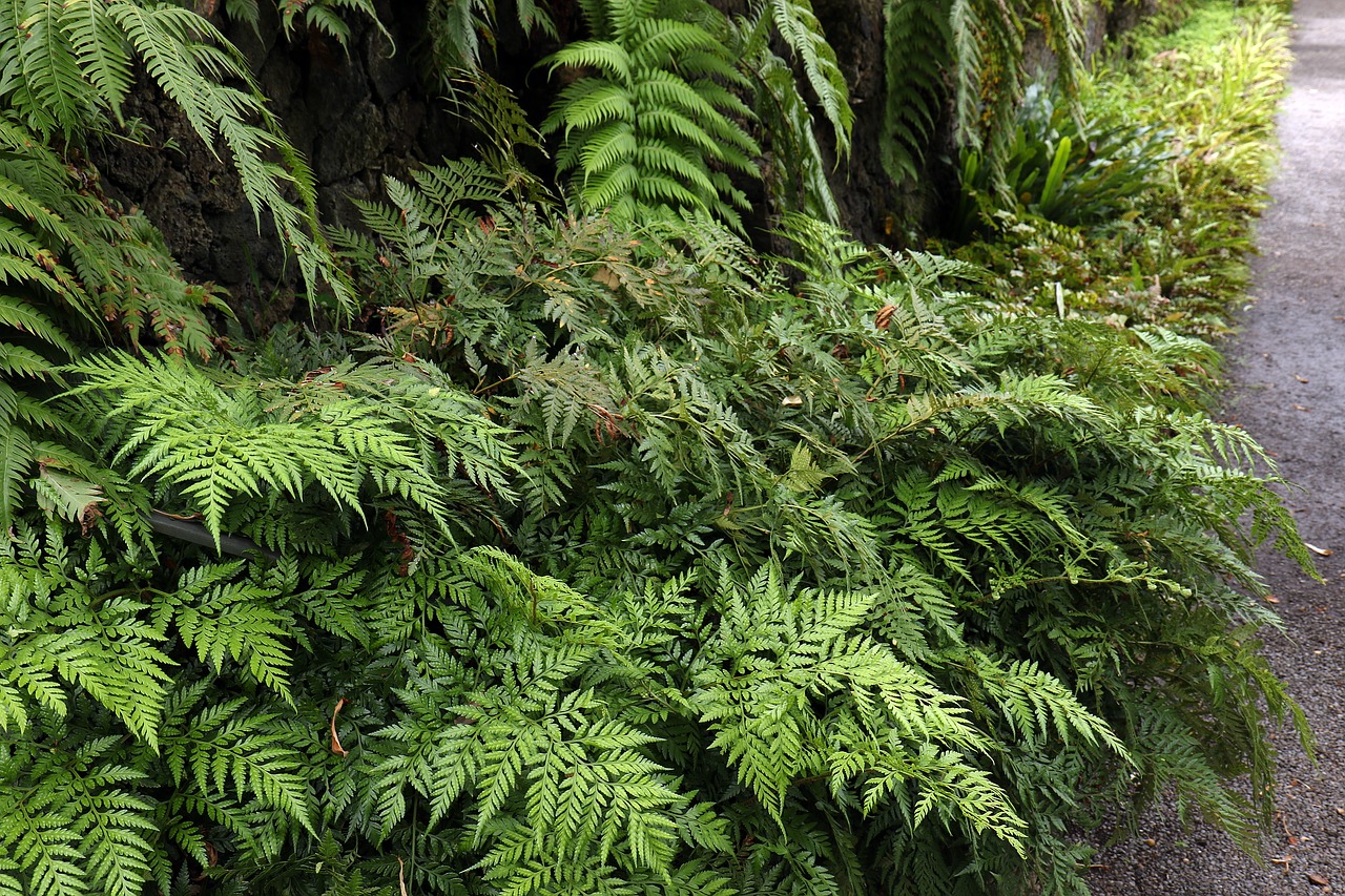 ferns foliage fern free photo