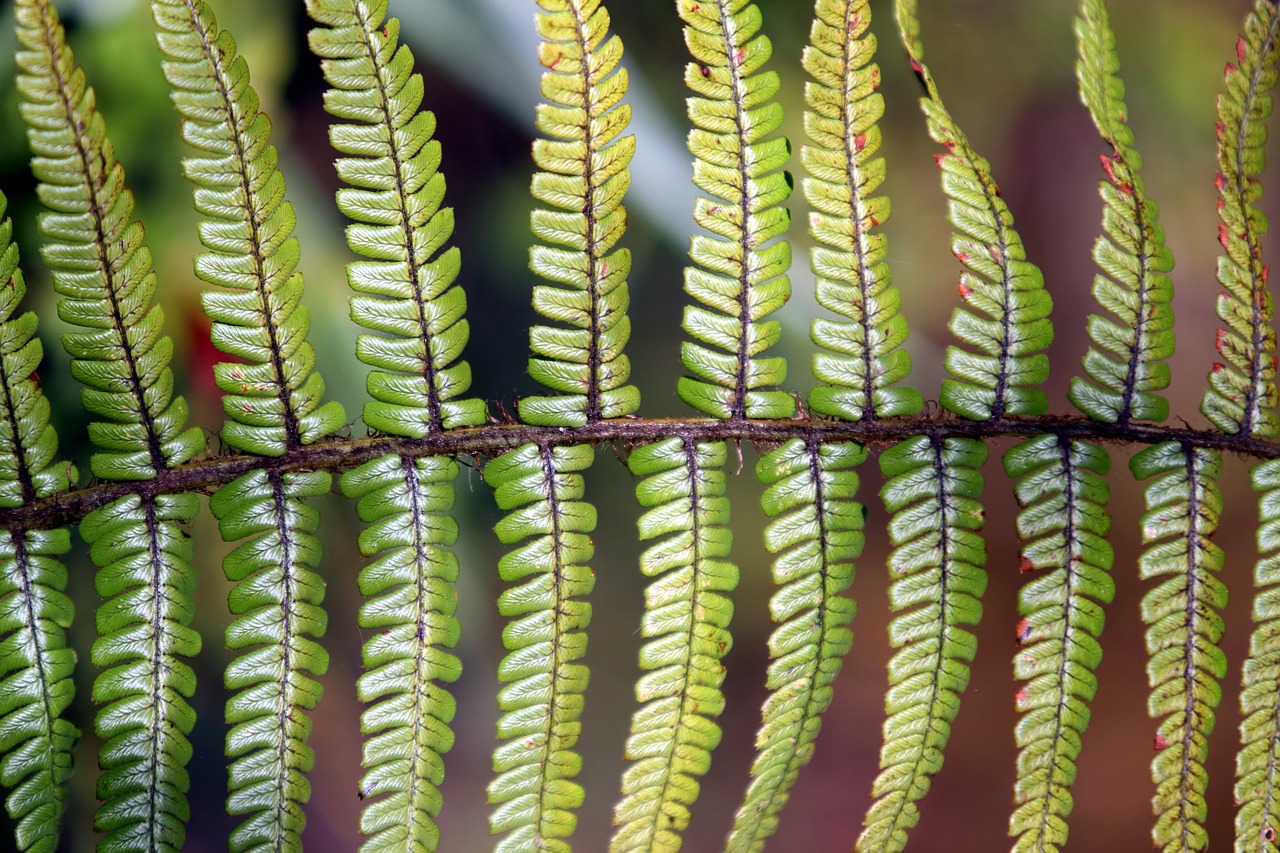 ferns leaves green free photo