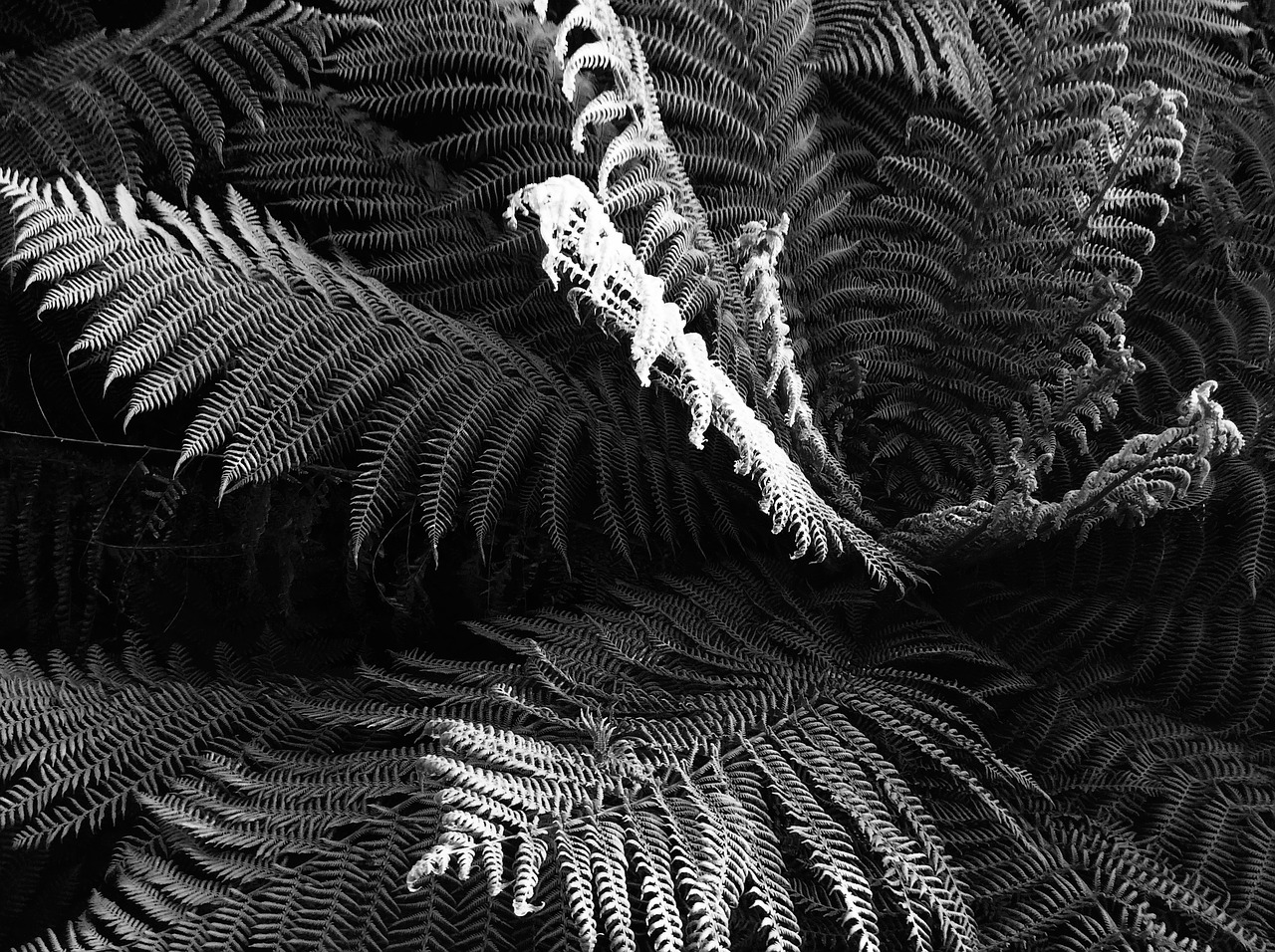 ferns fern silver free photo