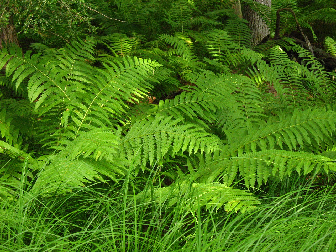 ferns forest green free photo