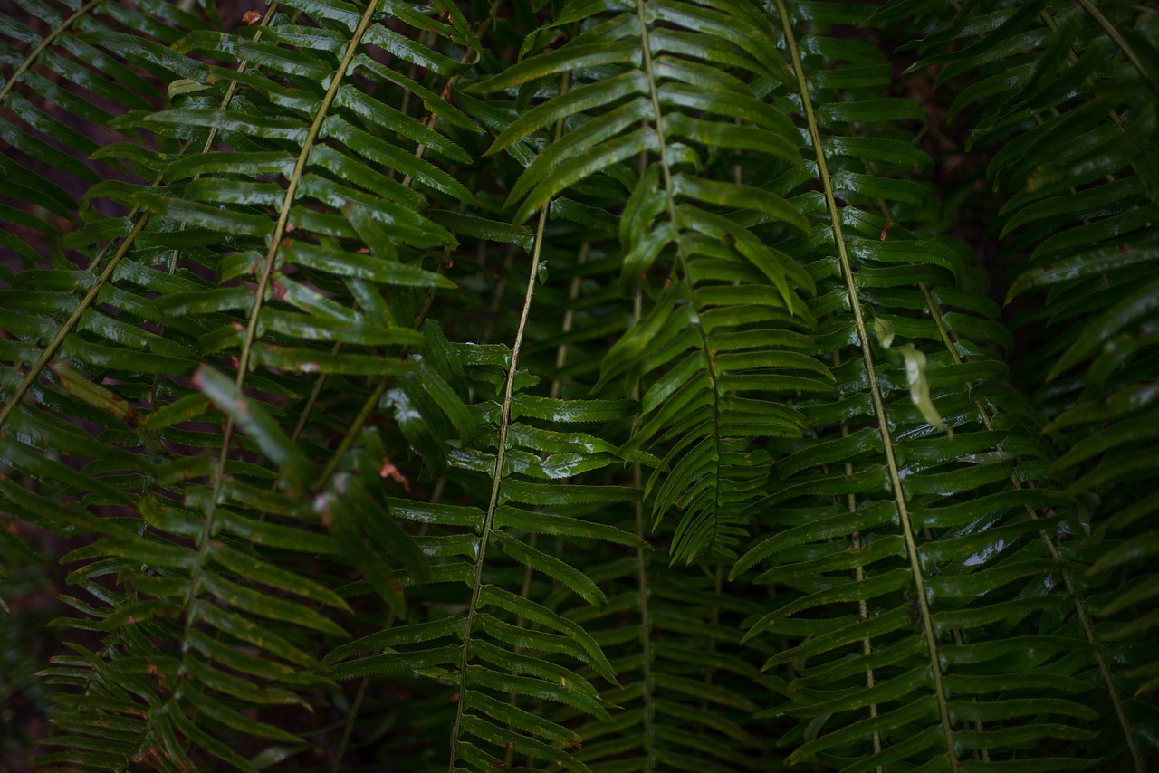 ferns green greenery free photo
