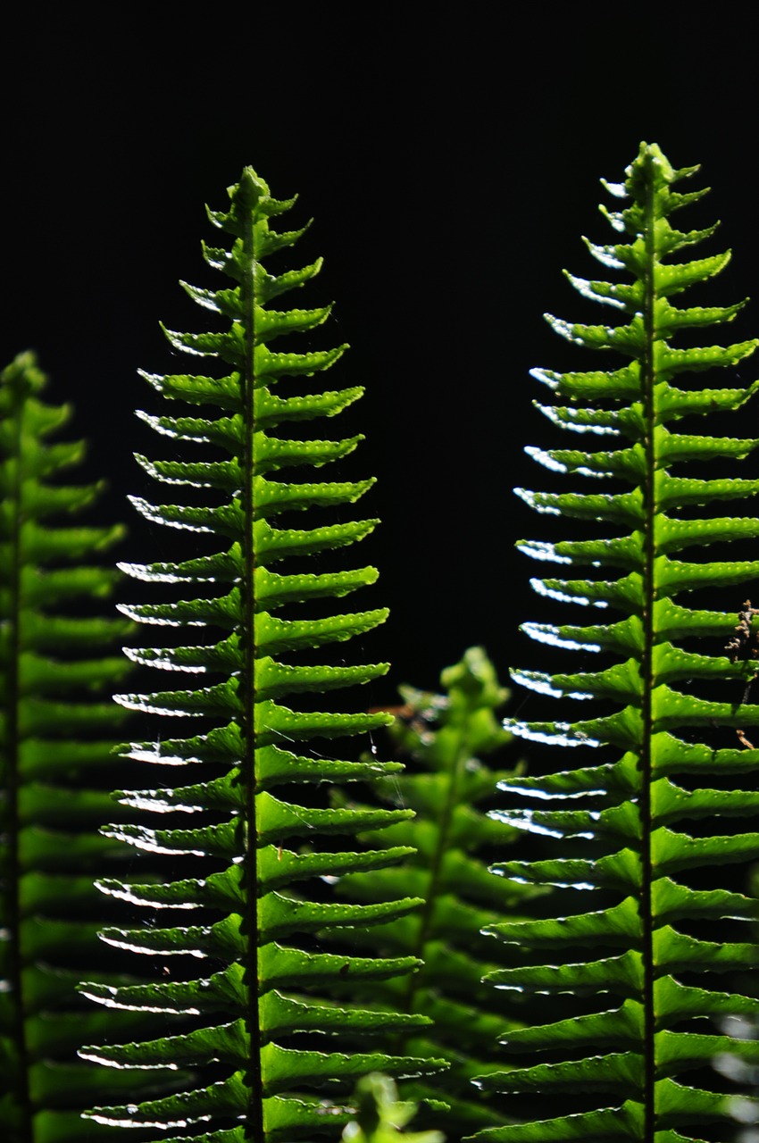 ferns green vertical free photo