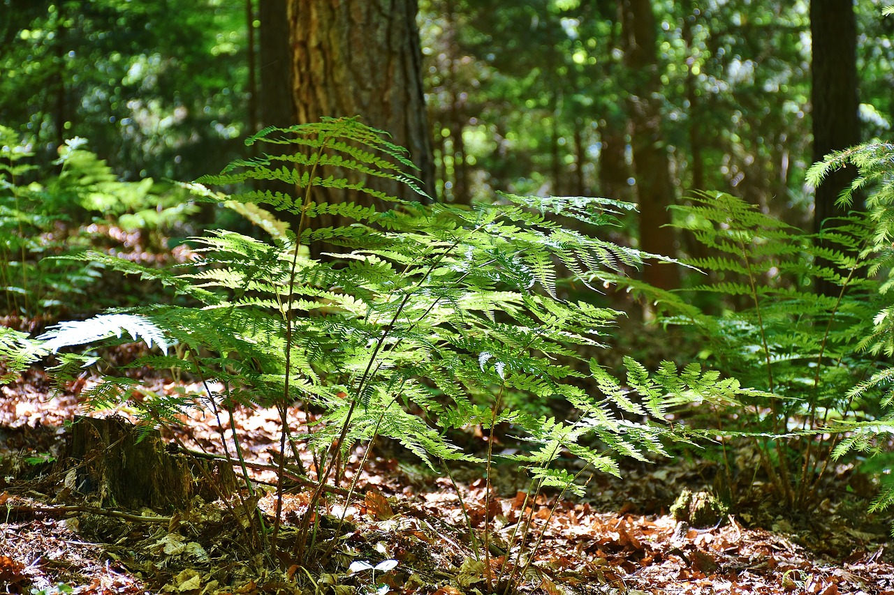 ferns forest trees free photo
