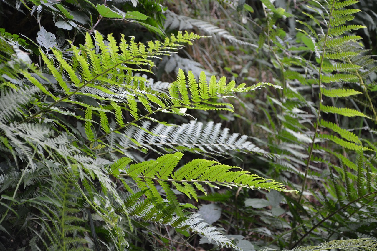 ferns nature green free photo
