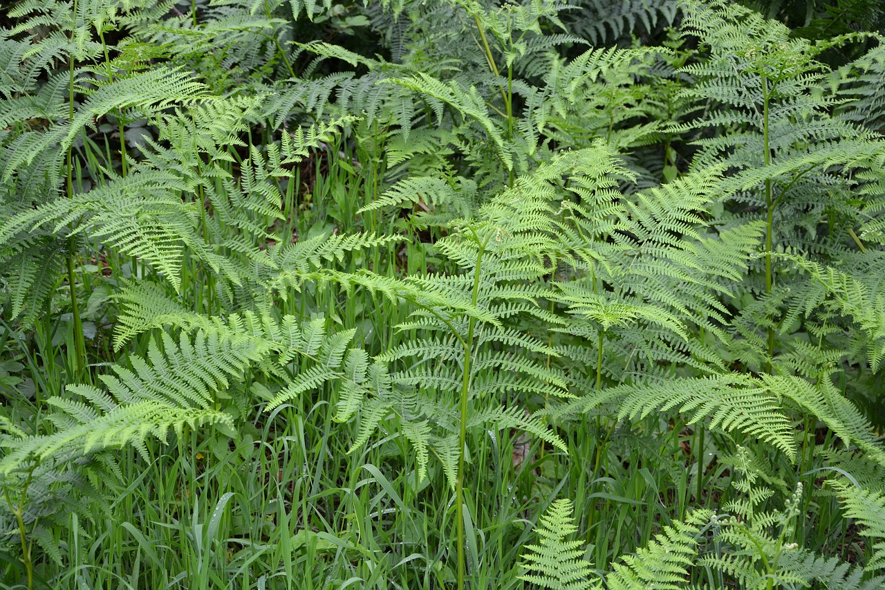ferns undergrowth green free photo