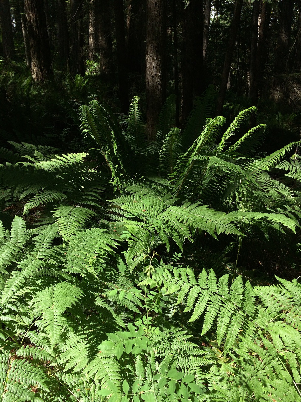 ferns forest nature free photo