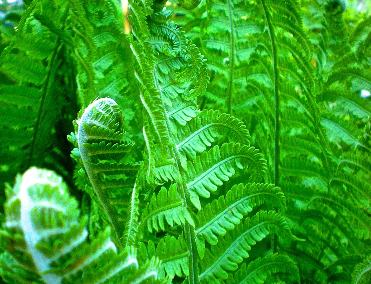 ferns green leaf free photo