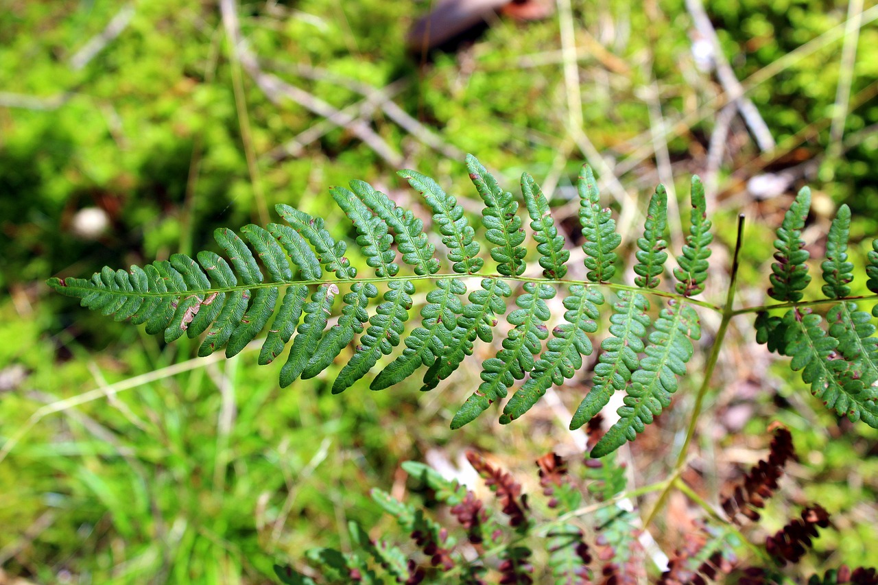 ferns forest vegetation free photo