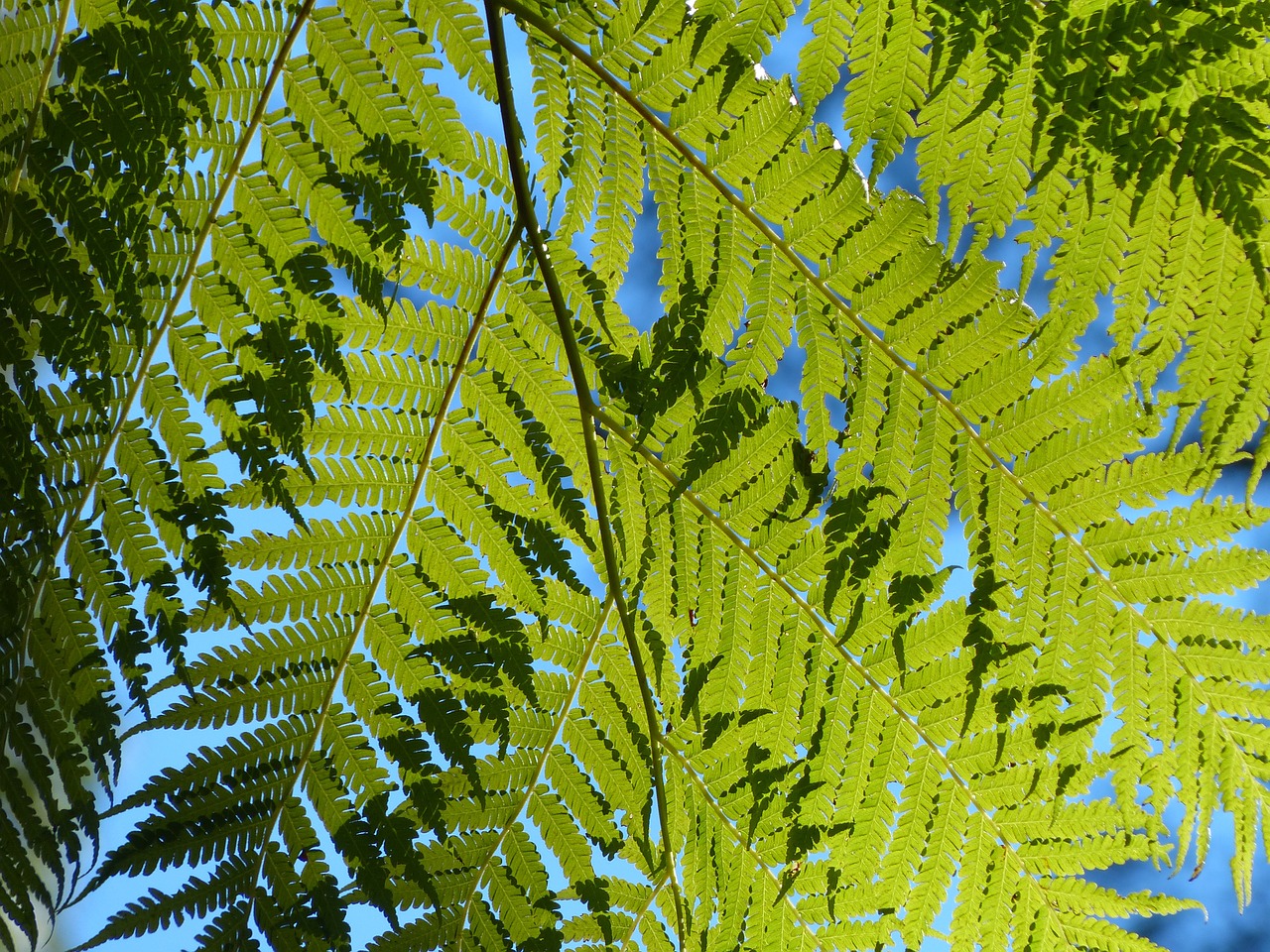 ferns green leaves free photo