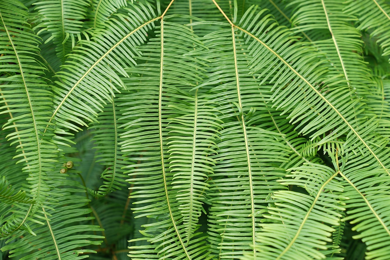 ferns wild tropical jungle free photo