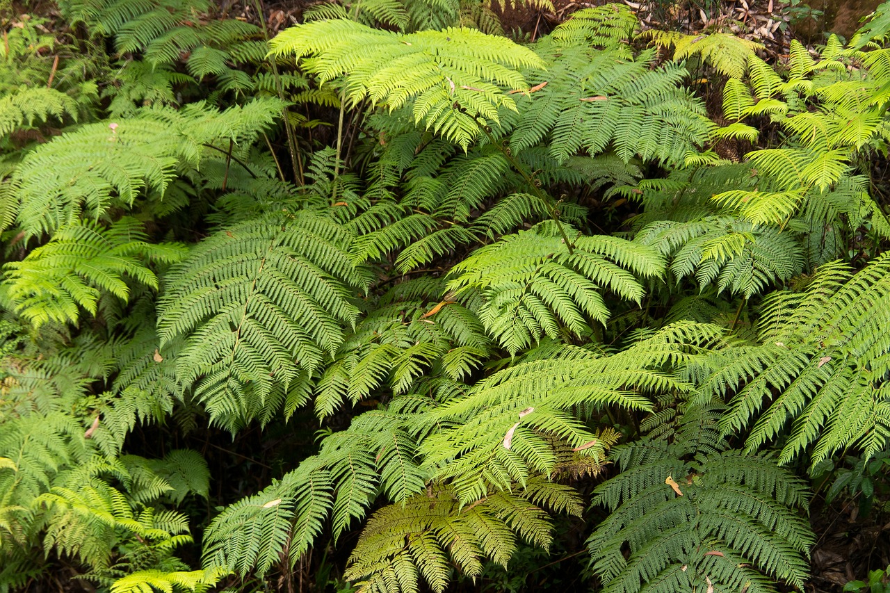 ferns fronds green free photo