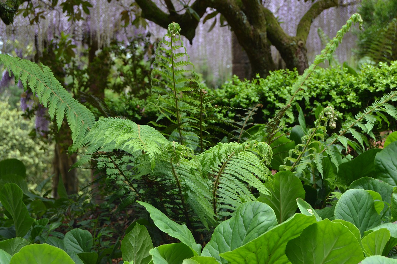 ferns forest buçaco free photo