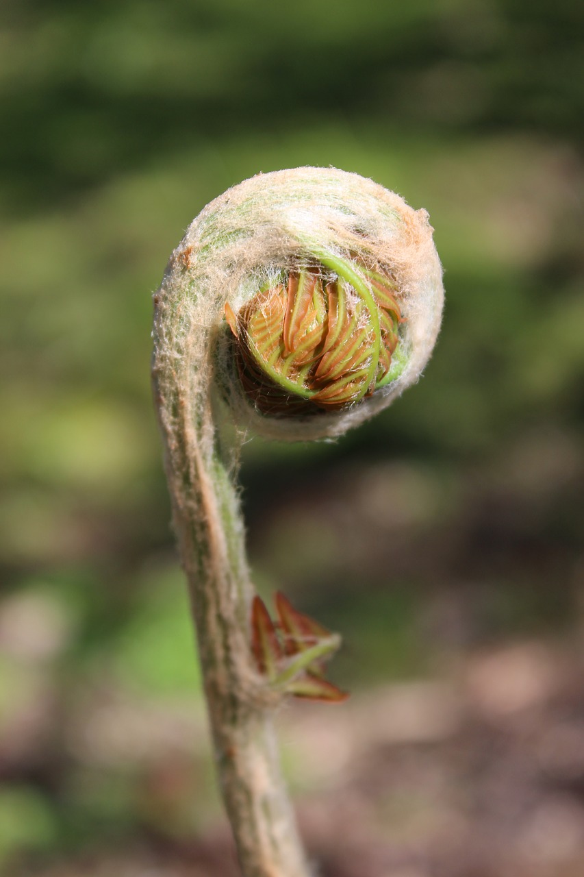 ferns fiddlehead roll out free photo