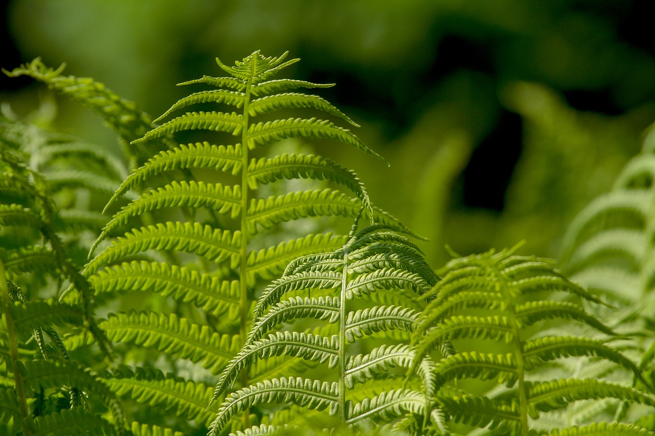 ferns  leaf  plant free photo