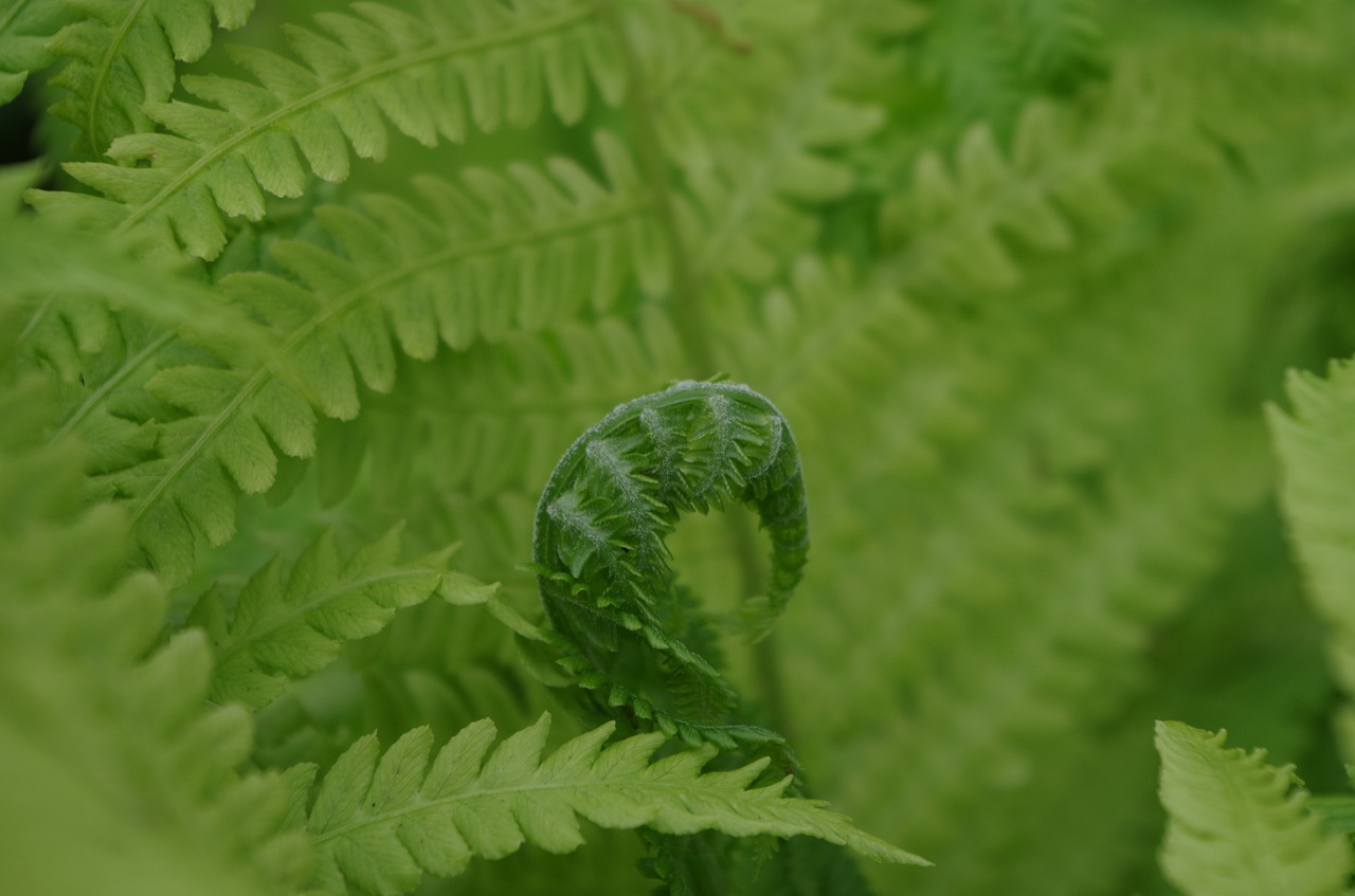 ferns  green  plants free photo