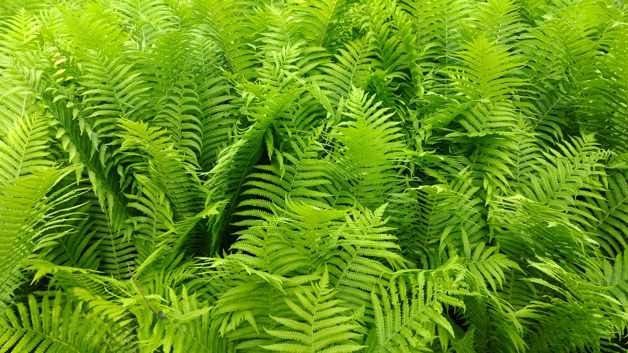 ferns  green  leaves free photo