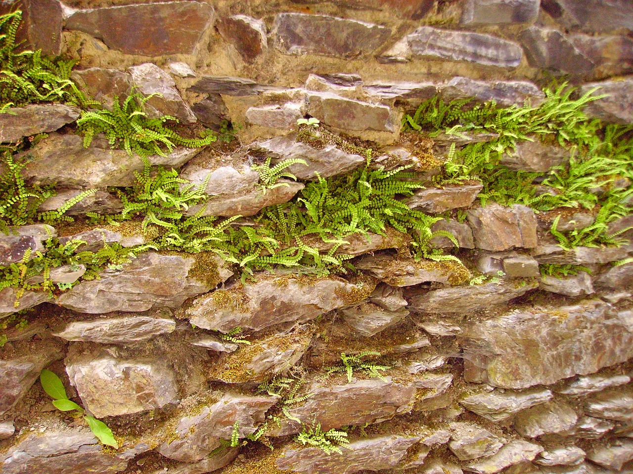 ferns fouling stone wall free photo