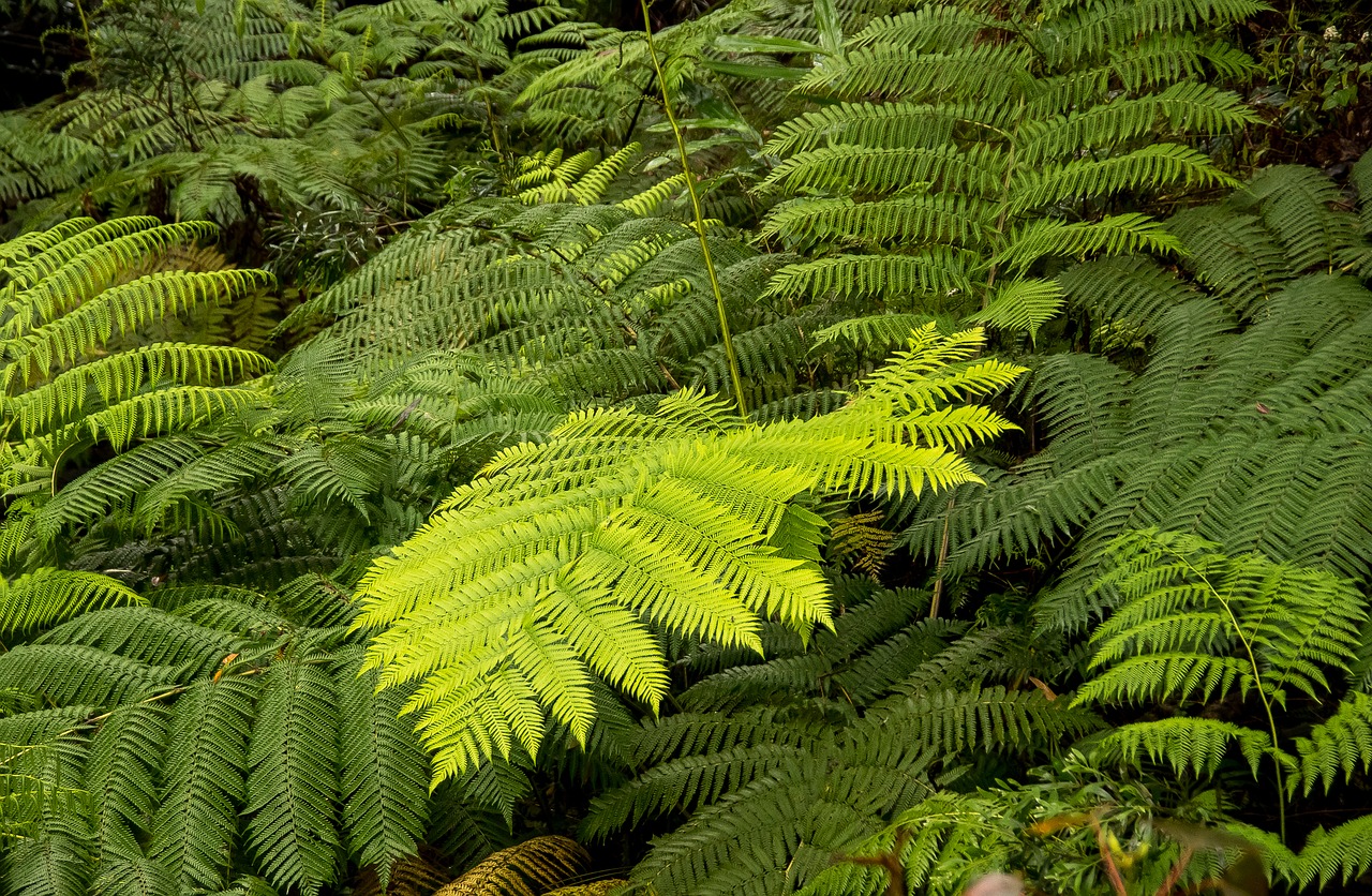 ferns  fronds  green free photo