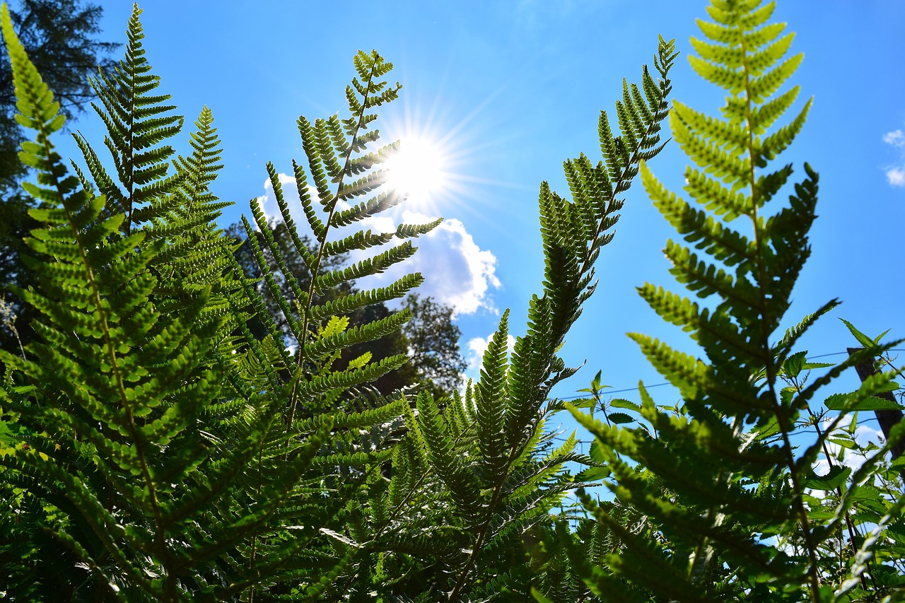 ferns  plant  green free photo