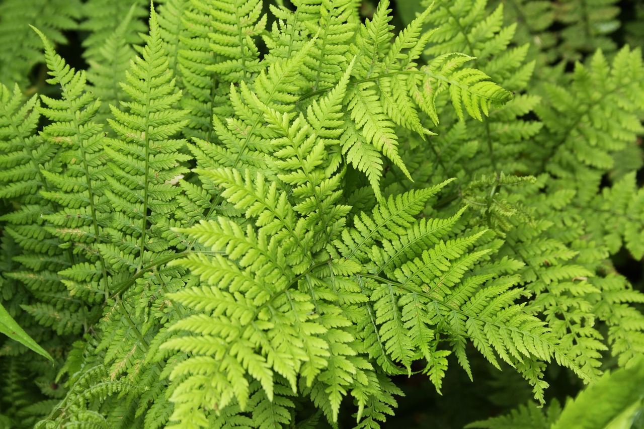 ferns  green  woods free photo