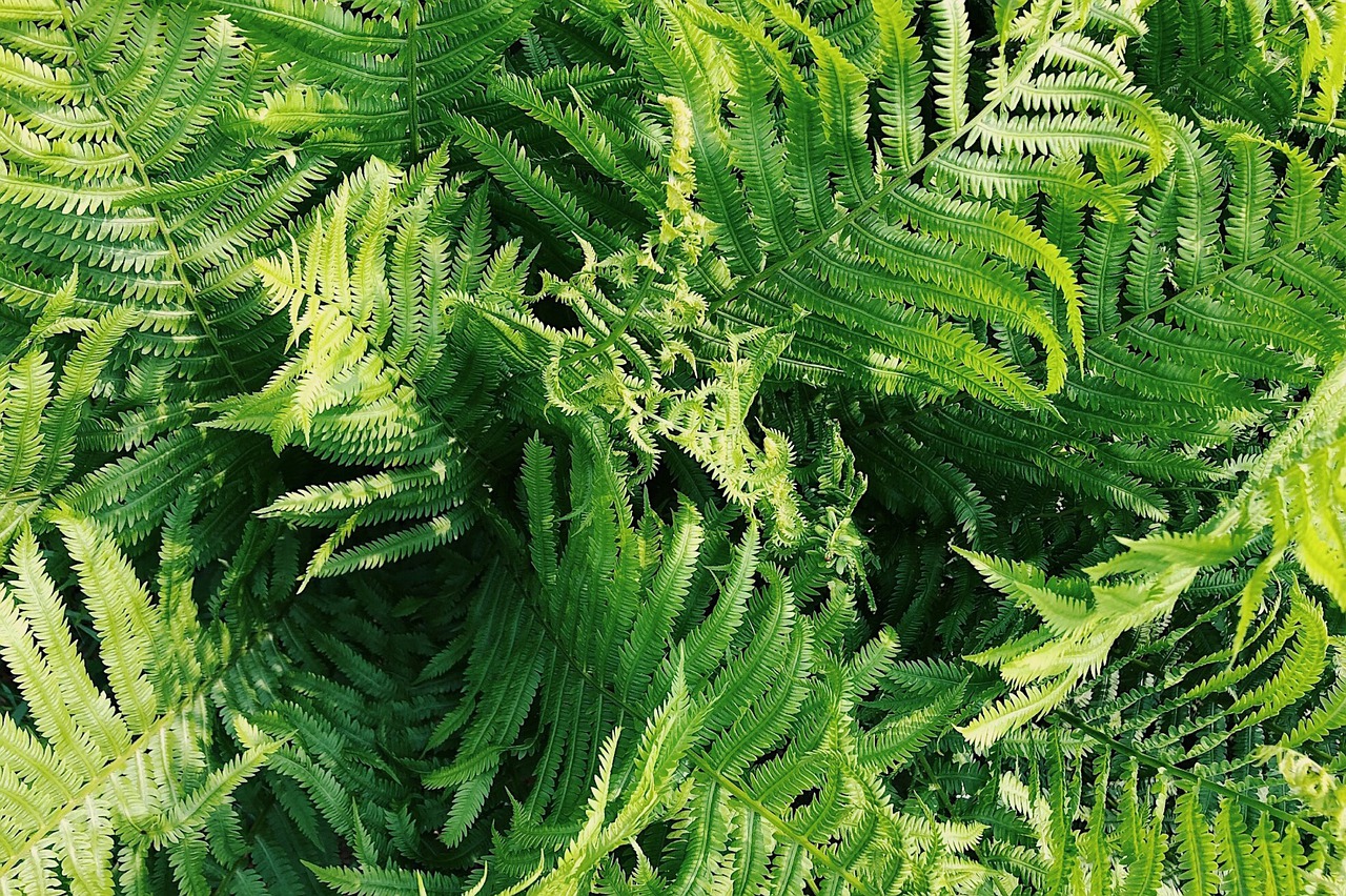 ferns  green  nature free photo