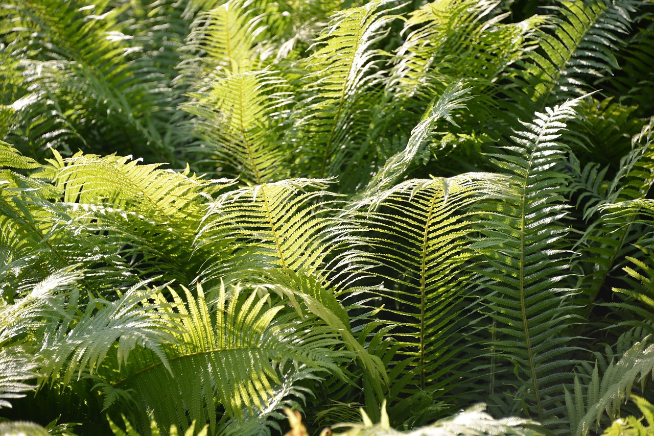 ferns field forest free photo