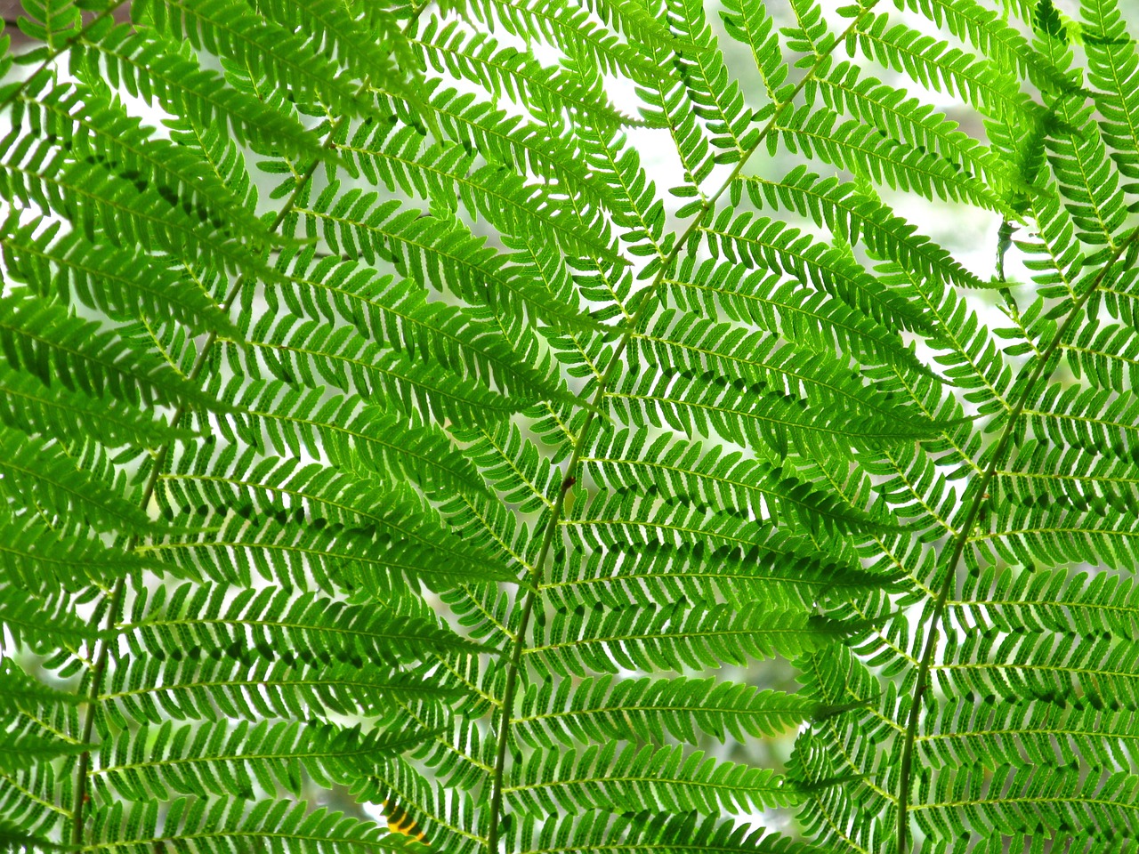 ferns leaves nature free photo