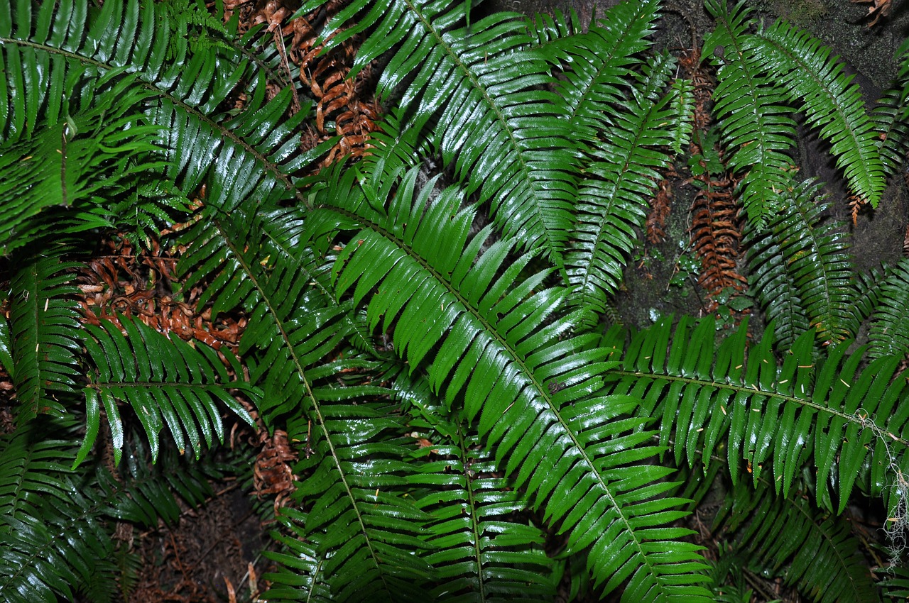 ferns rainforest flora free photo