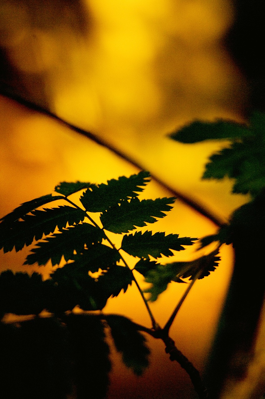 ferns plant sunset free photo