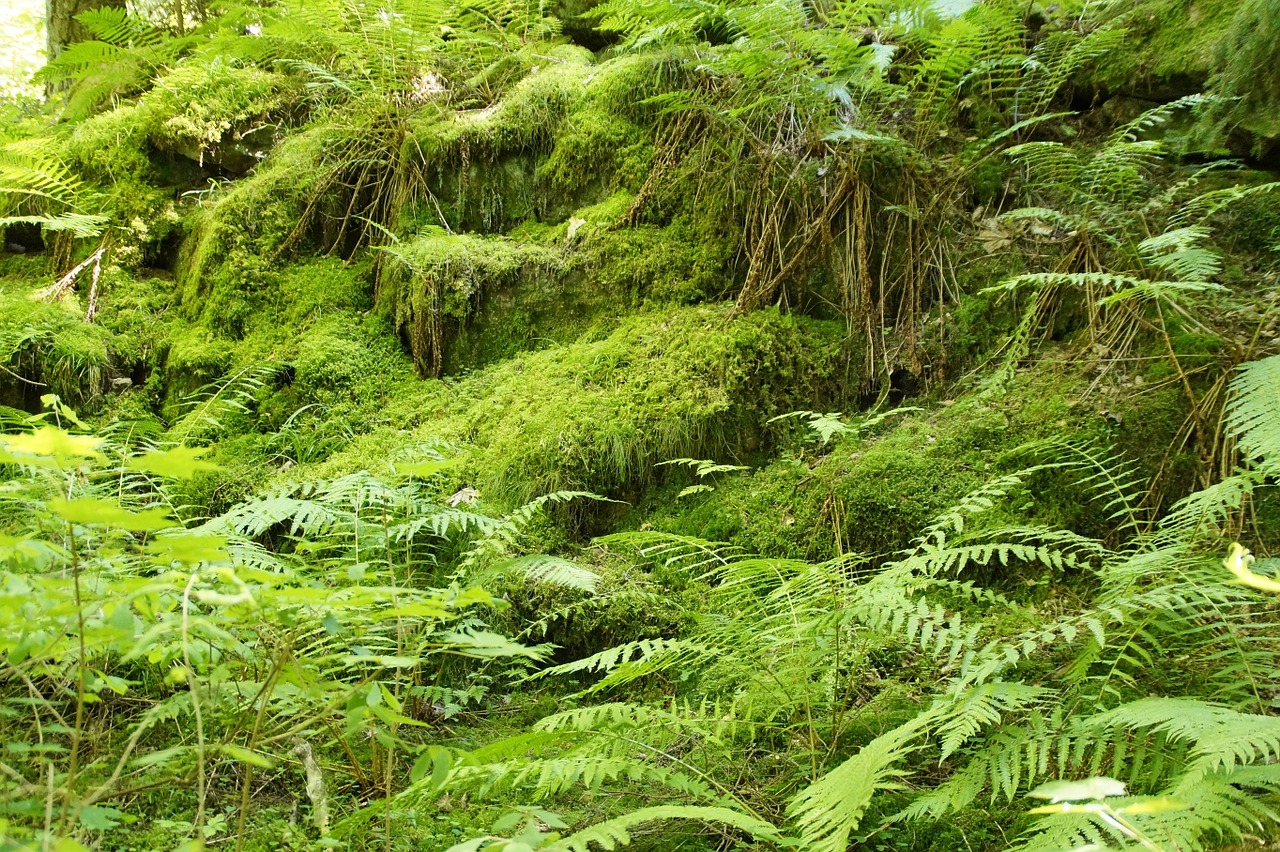 ferns moss forest free photo