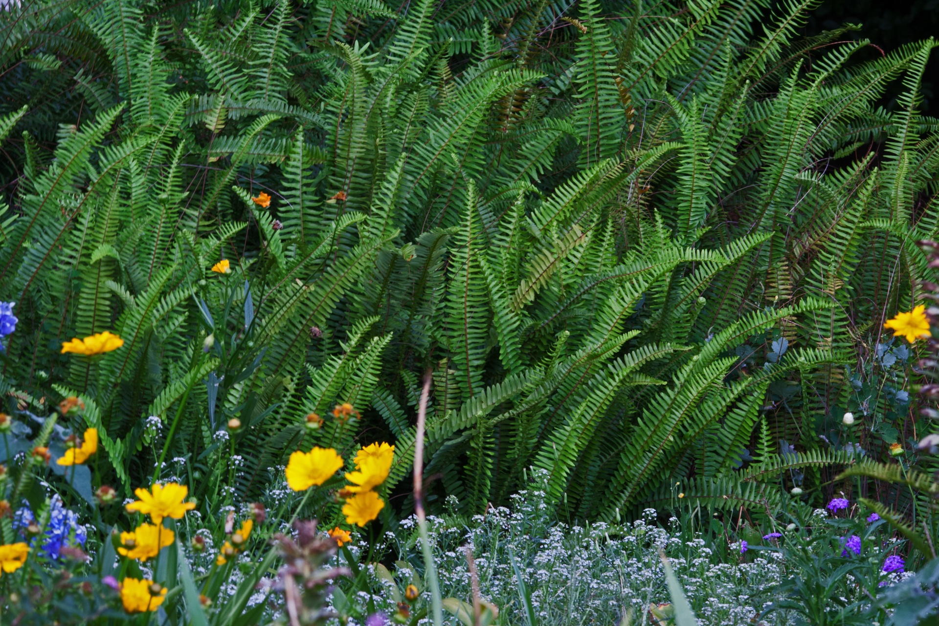garden green ferns free photo