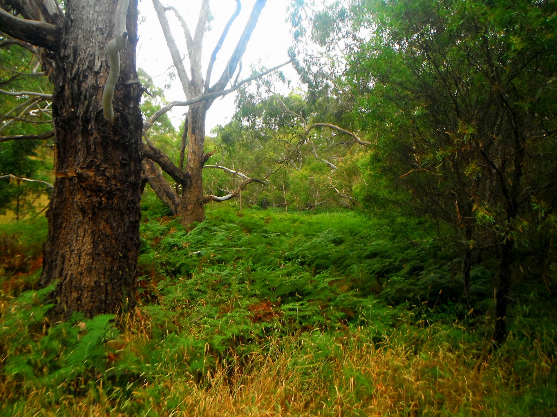 fern gulley creek free photo