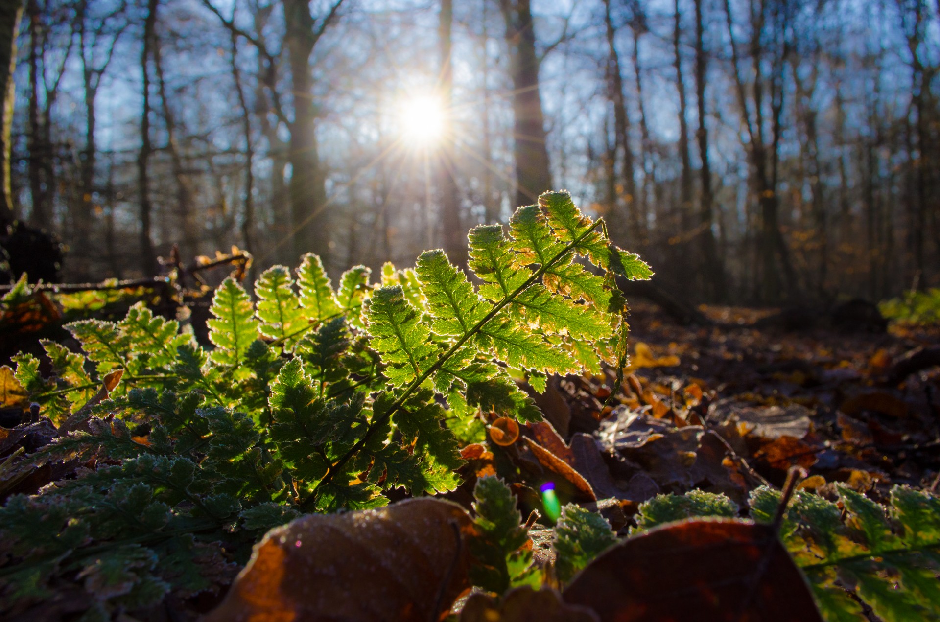 ferns forest sun free photo