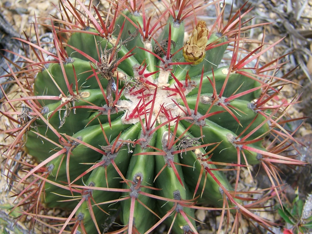 ferocactus cactus succulent free photo