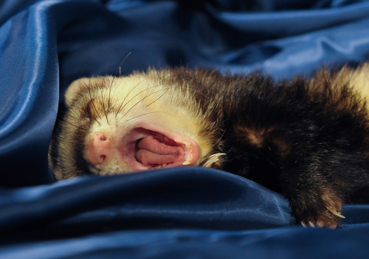 ferret yawn language free photo