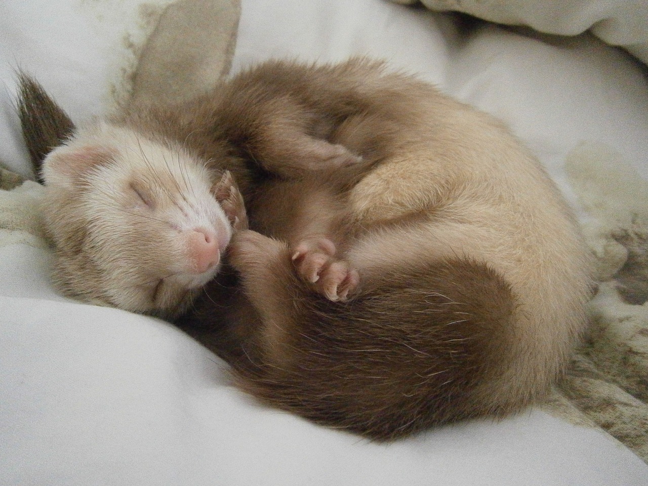 ferret relaxation tenderness free photo