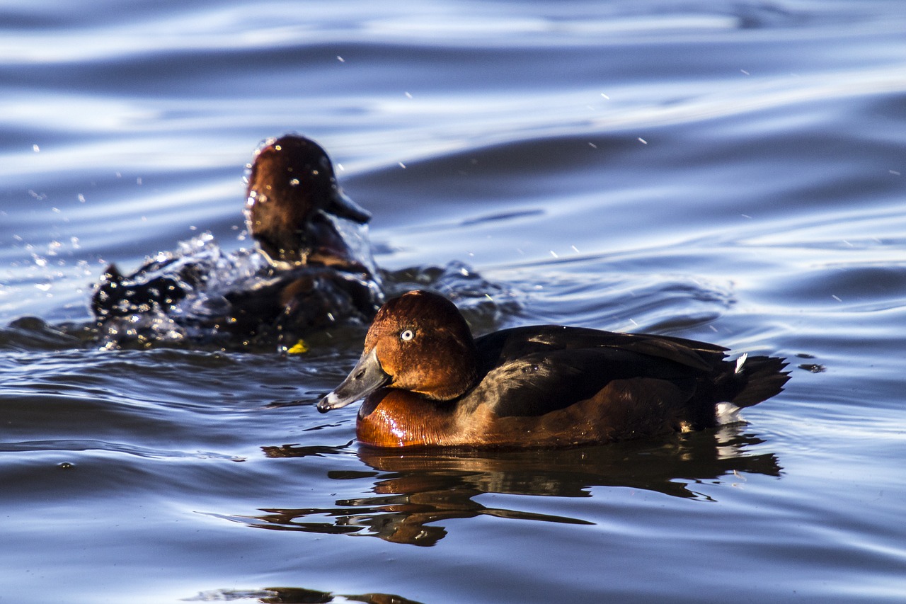 ferruginous duck duck bird free photo