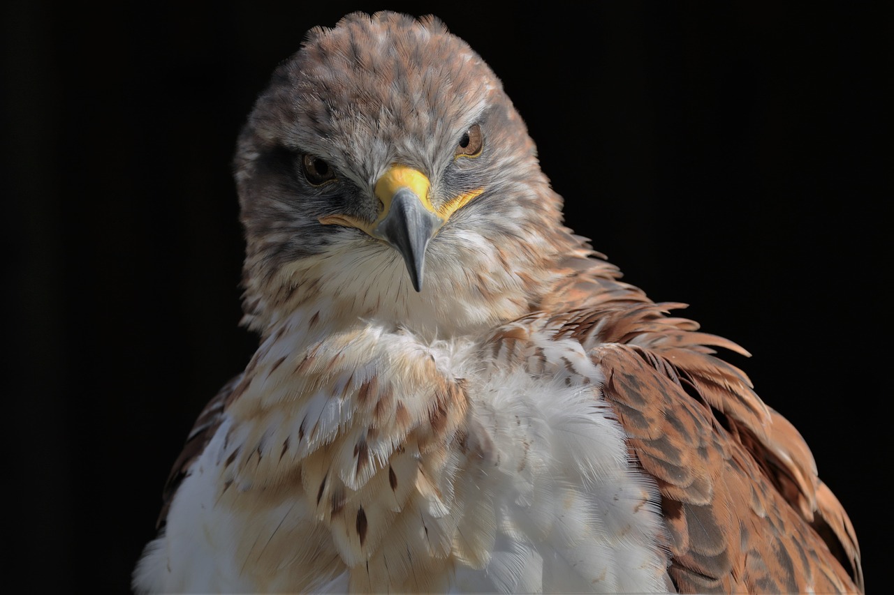 ferruginous hawk hawk ferruginous free photo