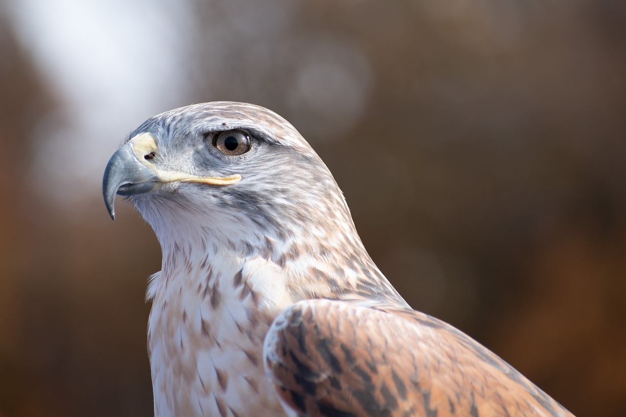 ferruginous hawk  falconry  hawk free photo