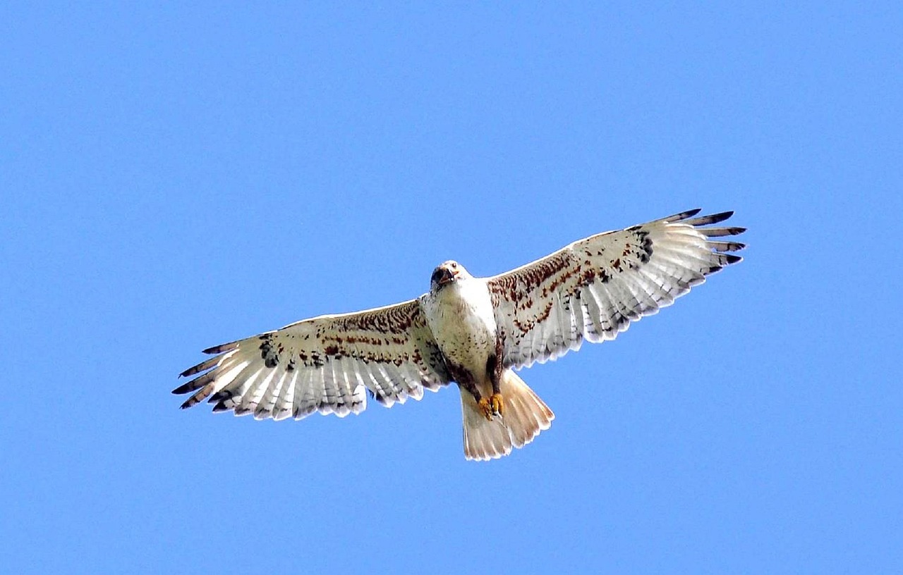 ferruginous hawk bird predator free photo