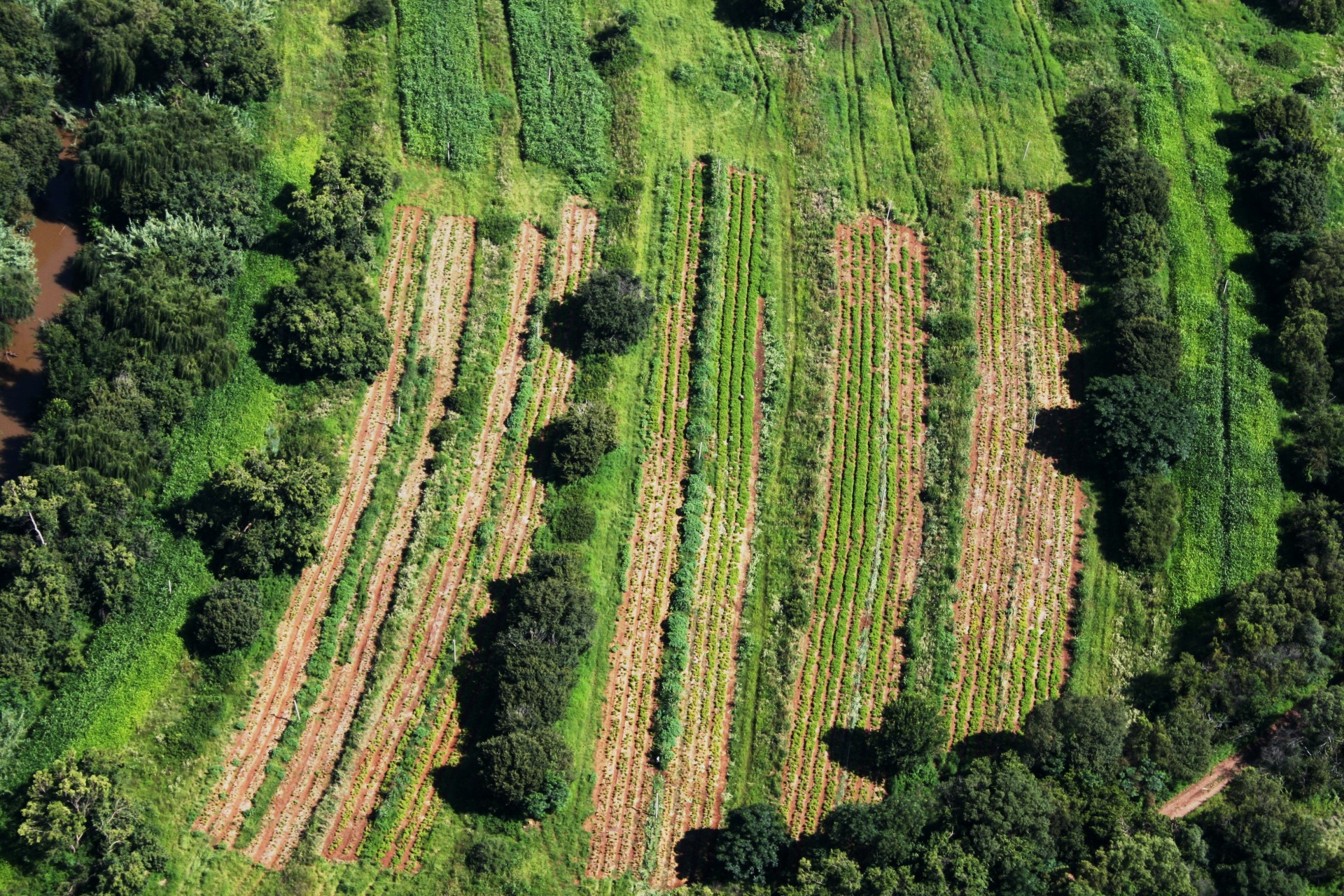 furrows field lines free photo