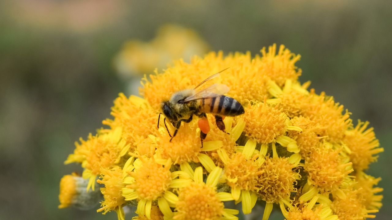 fertilization bee flower free photo