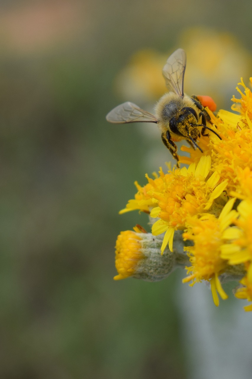 fertilization bee flower free photo