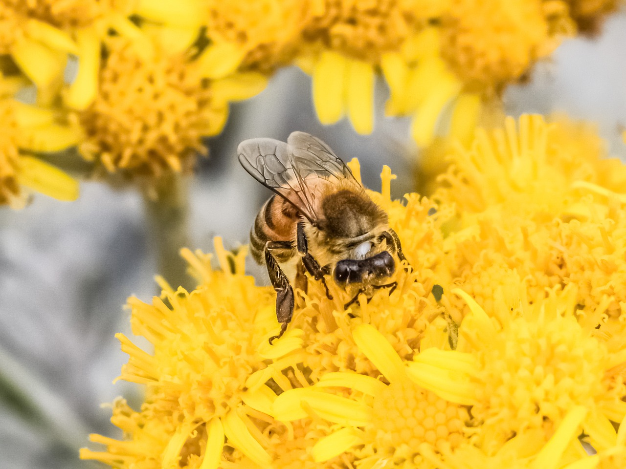 fertilization bee flower free photo