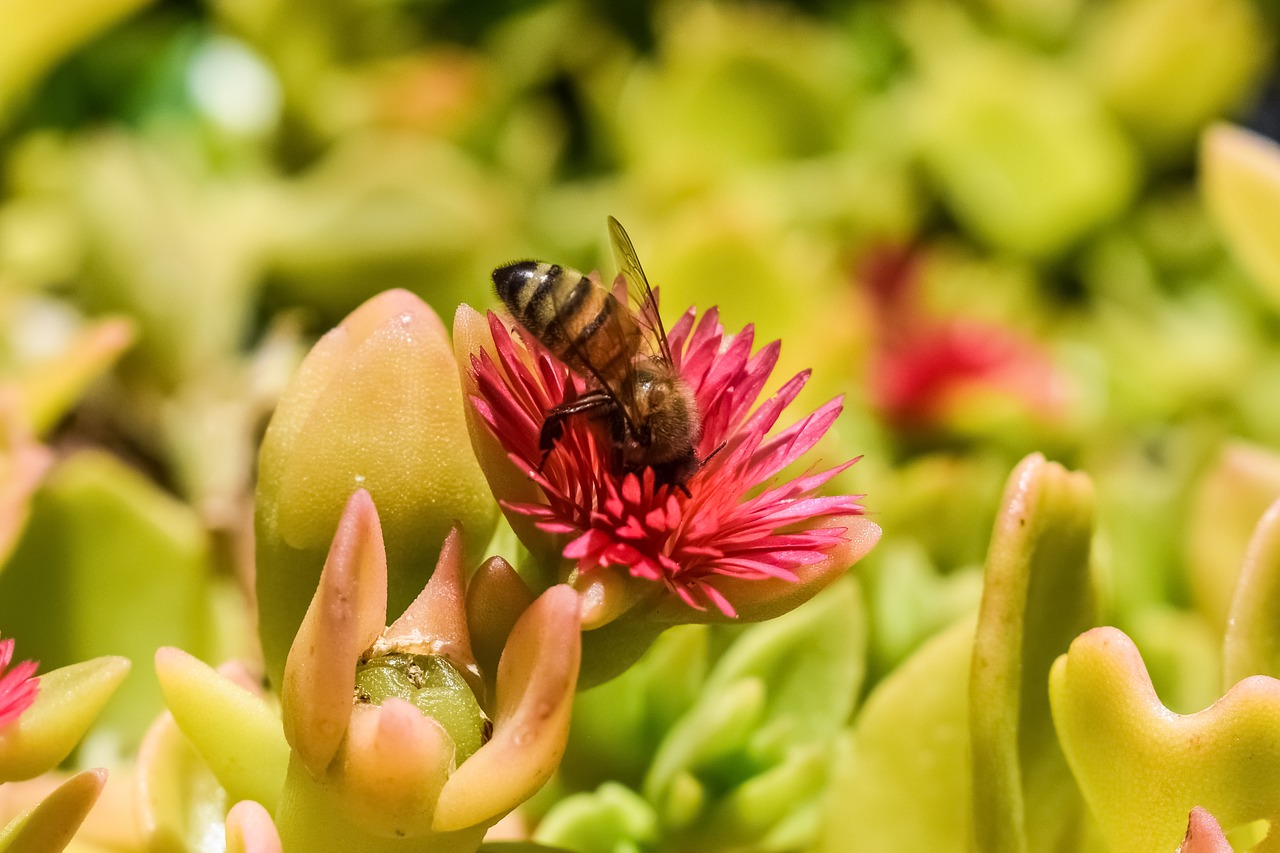 fertilization bee flower free photo