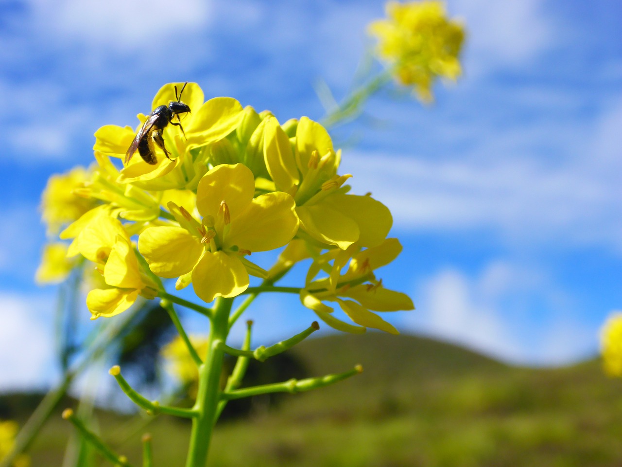 fertilization bee flower free photo