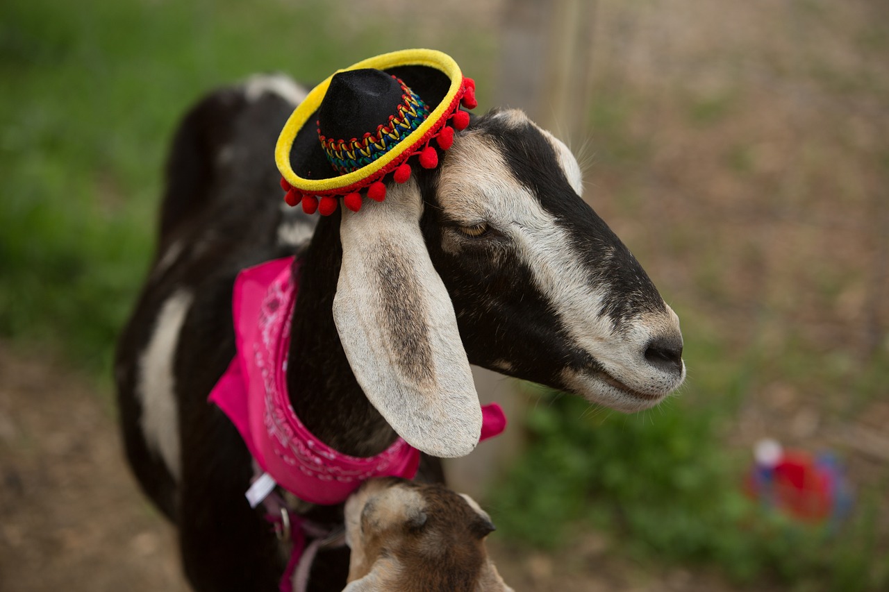 festive goat animal free photo