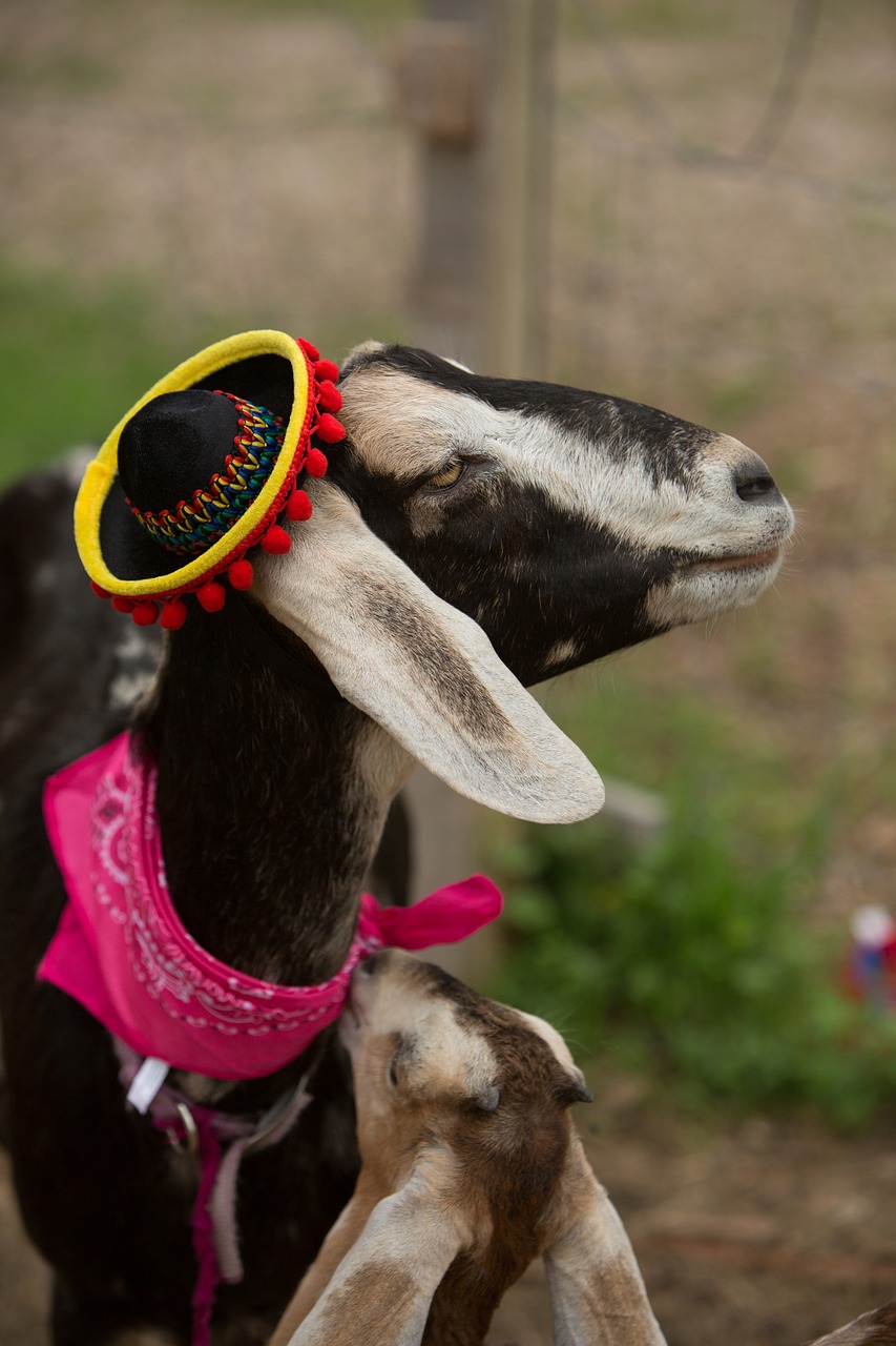 festive goat farm free photo