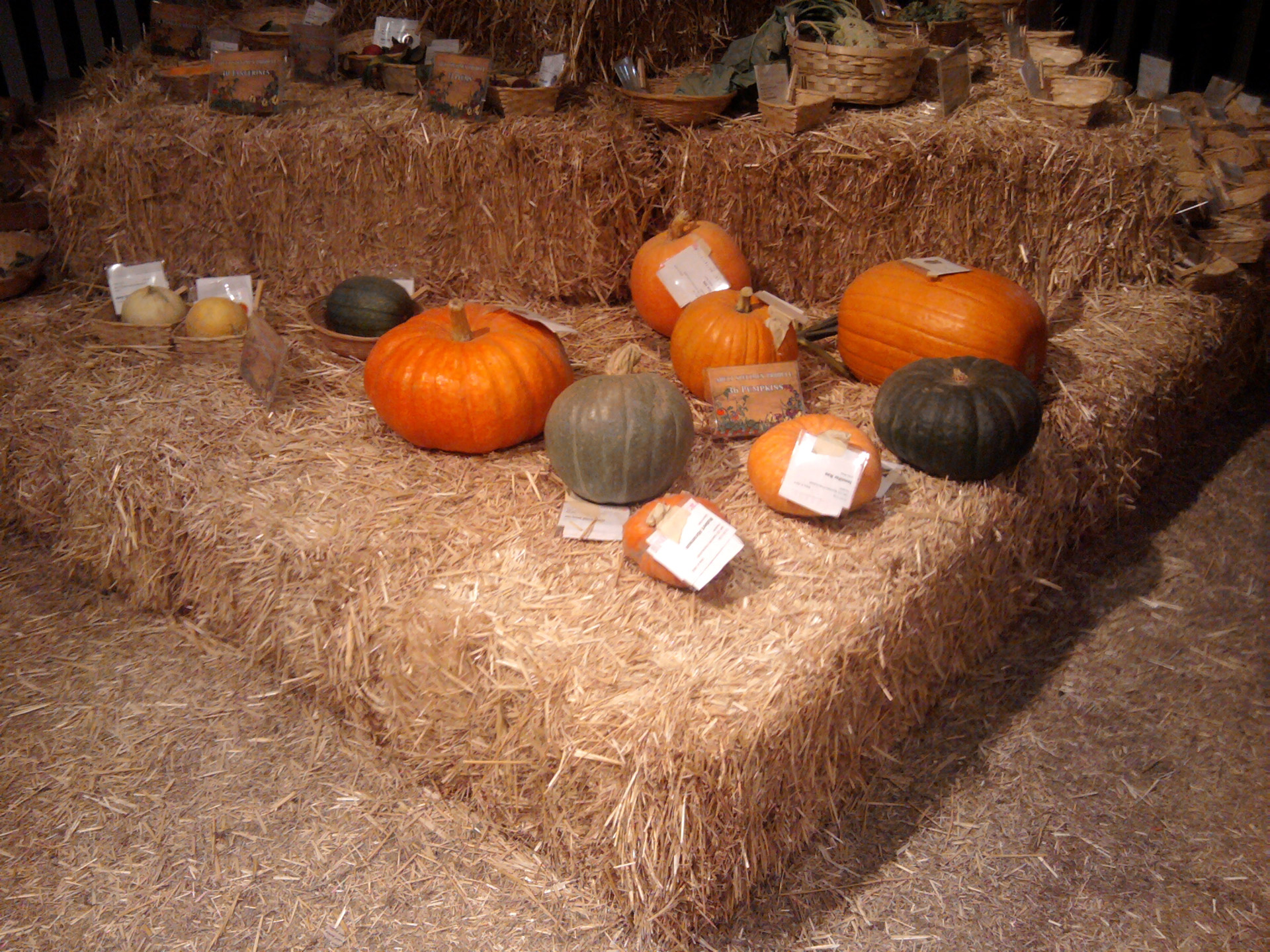 fall arrangement pumpkin free photo